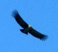 Andean Condor