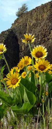 balsamroot