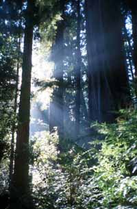 Redwoods in Mist