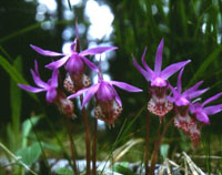 Calypso Orchids