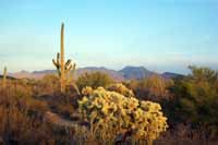 Cactus species in the SDNM