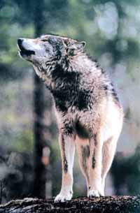 gray wolf