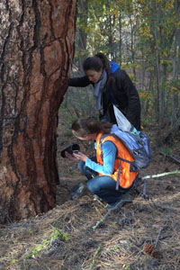 western gray squirrel project