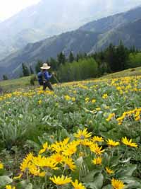 arrowleaf balsamroot