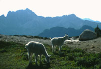 mountain goats