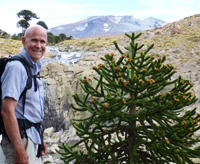 Peter in Araucaria Land