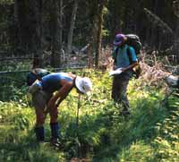 Sarah Masco and George Wooten surveying wetlands on the Lommis Forest - 1998