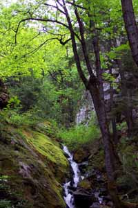 waterfall with alders