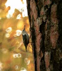 White breasted nuthatch