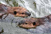 beavers