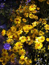 Encelia farinosa and lupines