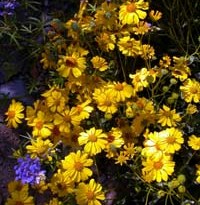Sonoran Desert flowers