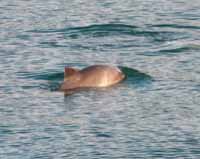 Two harbor porpoises. Photo by Steven Gnam