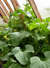 melons in organic solar greenhouse