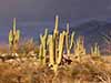 Arid Land Studies