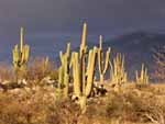 sagauro cactus in late light