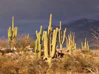 saguaros