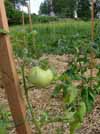 tomatos in community garden