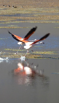 flamingos