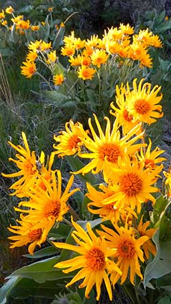 balsamroot