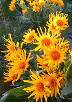 arrowleaf balsamroot