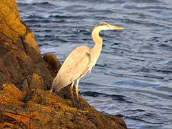 great blue heron