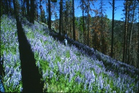 lupine field