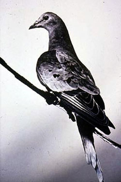 Martha the passenger pigeon