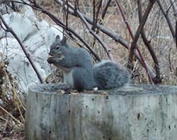 western gray squirrel