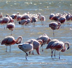 flamingos