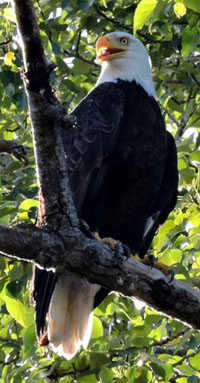 bald eagle