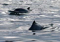 harbor porpoises