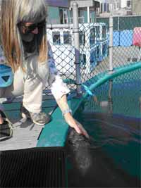 Aileen with Daisy - the orphan harbor porpoise