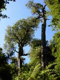 valdivian rainforest