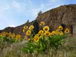 balsamroot sunflowers growing at Dougs Beach State Park