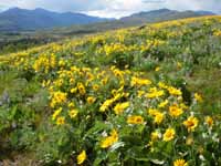 Balsamroot sunflowers above Winthrop