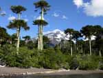 Volcan Lanin and Araucarias