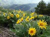 Balsamroot sunflowers on Lookout Mountain south ridge