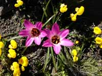 pink and yellow flowers