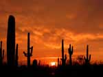 Saguaros at sunrise in the Sonoran Desert National Monument