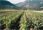 corn growing at Sunny Pine Farm