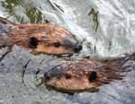 beavers swimming