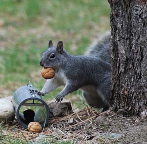 western gray squirrel at sampling tube