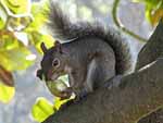 Western Gray Squirrel