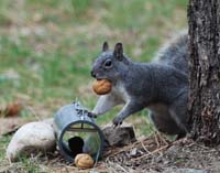 western gray squirrel