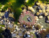 tide pool with anemone and mussels