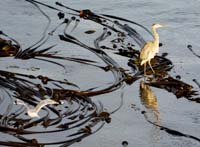 heron and gull