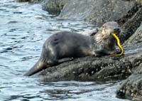 river otter eating an eel in Burrows Pass