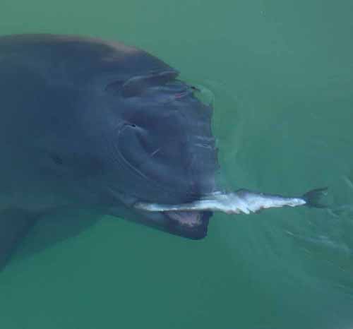 Daisy eating fish