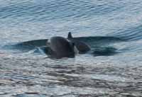 harbor porpoise